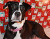 Nj Litter Black Betty (Mom) - ADOPTED 12.18.13