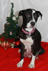 Nj Litter Black Betty (Mom) - ADOPTED 12.18.13
