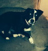 Nj Litter Black Betty (Mom) - ADOPTED 12.18.13