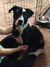 Nj Litter Black Betty (Mom) - ADOPTED 12.18.13
