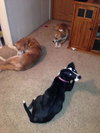 Nj Litter Black Betty (Mom) - ADOPTED 12.18.13