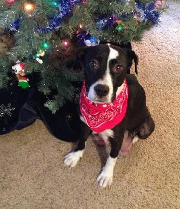 Nj Litter Black Betty (Mom) - ADOPTED 12.18.13