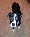 Nj Litter Black Betty (Mom) - ADOPTED 12.18.13