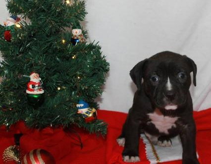 Nj Litter Rudolph - ADOPTED 12.20.13