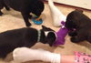 Nj Litter Rudolph - ADOPTED 12.20.13