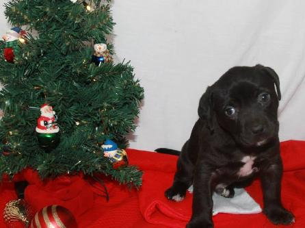 Nj Litter Coal - ADOPTED 12.19.13