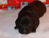 Nj Litter Coal - ADOPTED 12.19.13