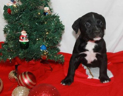 Nj Litter Comet - ADOPTED 12.22.13