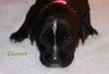 Nj Litter Comet - ADOPTED 12.22.13