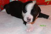 Nj Litter Niko Kringle - ADOPTED 12.19.13