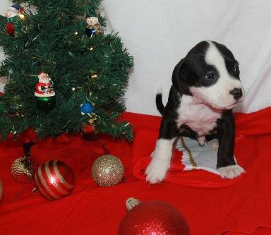 Nj Litter Niko Kringle - ADOPTED 12.19.13