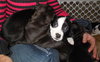 Nj Litter Niko Kringle - ADOPTED 12.19.13