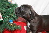 Nj Litter Dancer - ADOPTED 12.28.13