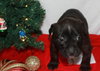Nj Litter Dancer - ADOPTED 12.28.13