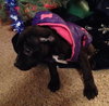 Nj Litter Dancer - ADOPTED 12.28.13