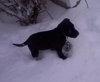 Nj Litter Dancer - ADOPTED 12.28.13