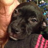 Nj Litter Dancer - ADOPTED 12.28.13