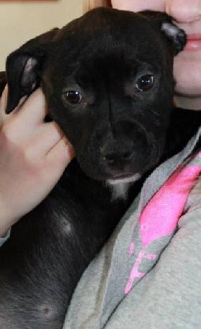 Nj Litter Dancer - ADOPTED 12.28.13