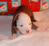 Nj Litter Merrilee - ADOPTED 01.11.14