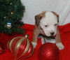 Nj Litter Merrilee - ADOPTED 01.11.14