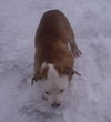 Nj Litter Merrilee - ADOPTED 01.11.14