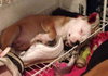 Nj Litter Merrilee - ADOPTED 01.11.14