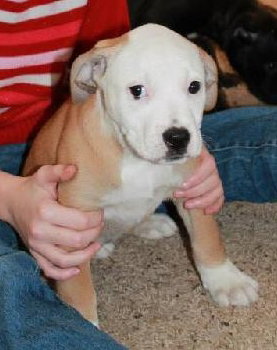 Nj Litter Merrilee - ADOPTED 01.11.14