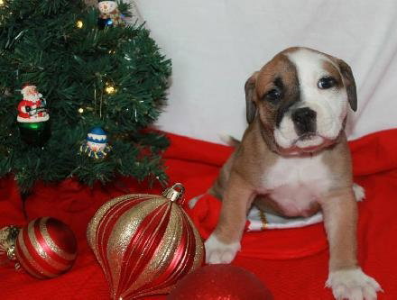 Nj Litter Vixie Vixan - ADOPTED 12.21.13