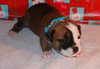 Nj Litter Vixie Vixan - ADOPTED 12.21.13