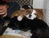 Nj Litter Vixie Vixan - ADOPTED 12.21.13