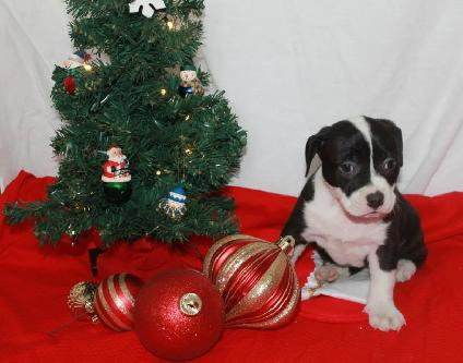 Nj Litter Mistletoe - ADOPTED 12.18.13