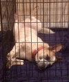 Kira Koo-ADOPTED 12.29.13
