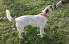 Kira Koo-ADOPTED 12.29.13