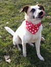 Kira Koo-ADOPTED 12.29.13