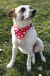 Kira Koo-ADOPTED 12.29.13