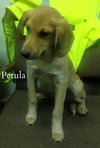 Petula - ADOPTED 12.20.13