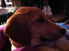 Petula - ADOPTED 12.20.13