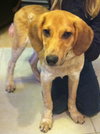 Petula - ADOPTED 12.20.13