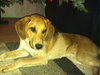 Petula - ADOPTED 12.20.13