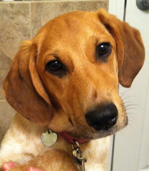 Petula - ADOPTED 12.20.13