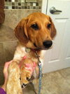 Petula - ADOPTED 12.20.13
