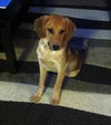 Petula - ADOPTED 12.20.13