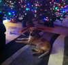 Petula - ADOPTED 12.20.13