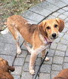 Petula - ADOPTED 12.20.13