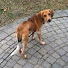Petula - ADOPTED 12.20.13