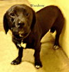 Woodrow - ADOPTED 01.18.14