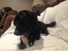 Woodrow - ADOPTED 01.18.14
