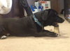 Woodrow - ADOPTED 01.18.14