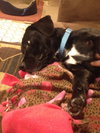 Woodrow - ADOPTED 01.18.14