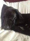 Woodrow - ADOPTED 01.18.14